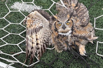 The Raptor Center shared this photo of an owl caught up in a net.