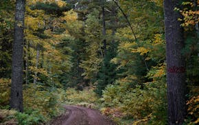 A gravel road, flanked by two large white pine trees, cuts through a diverse mix of pines and hardwoods in the Cloquet Valley State Forest Saturday, O