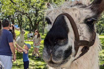 All summer long, Hennepin County libraries are hosting a unique and fuzzy learning experience: Live llamas at the library.