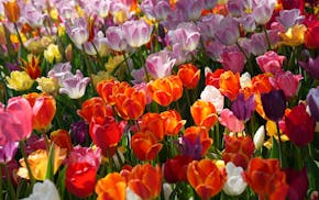 Give Mom an experience this Mother's Day, but flowers are always a good backup.