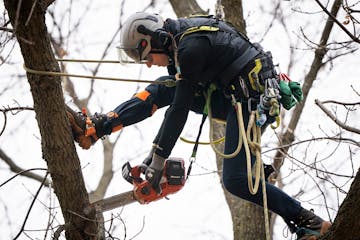 Sydney Hudzinski, a forestry technician with the city of Plymouth, cuts branches while climbing an ash tree for a maintenance pruning in Kilmer Park.