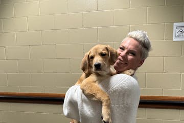 Lucky pup Graham Cracker is going on tour with Pink. The singer picked up the pup from Minnesota rescue the Bond Between and will foster him for the r