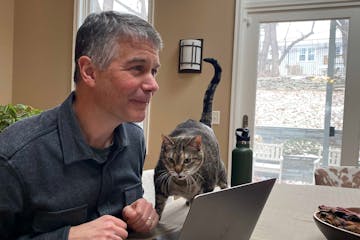 Rep. Larry Kraft, DFL-St. Louis Park, researches legislation with his cat, Jenny, while the DFL caucus is boycotting the session.